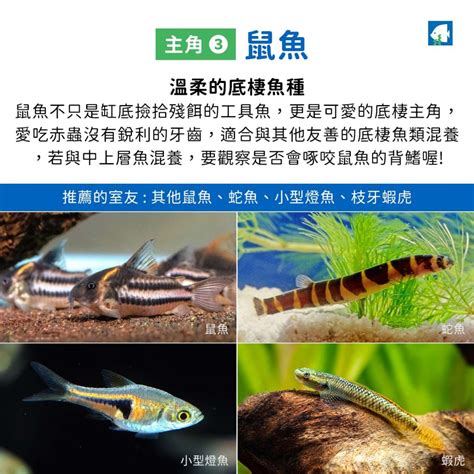 混養魚|孔雀魚和什麼魚混養 十種適合和孔雀魚混養的魚介紹